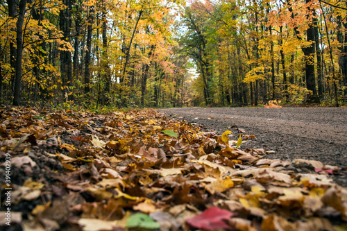 Fallen Leaves Road
