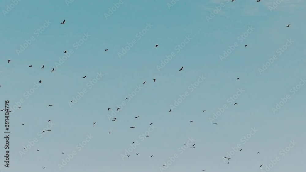 A flock of birds far high in the sky. Silhouettes of birds in slow motion far in the sky. Nature pattern for design. Relaxed video. A flock of birds far high in the sky. Silhouettes of birds in slow motion far in the sky. Nature pattern for design. Relaxed video.