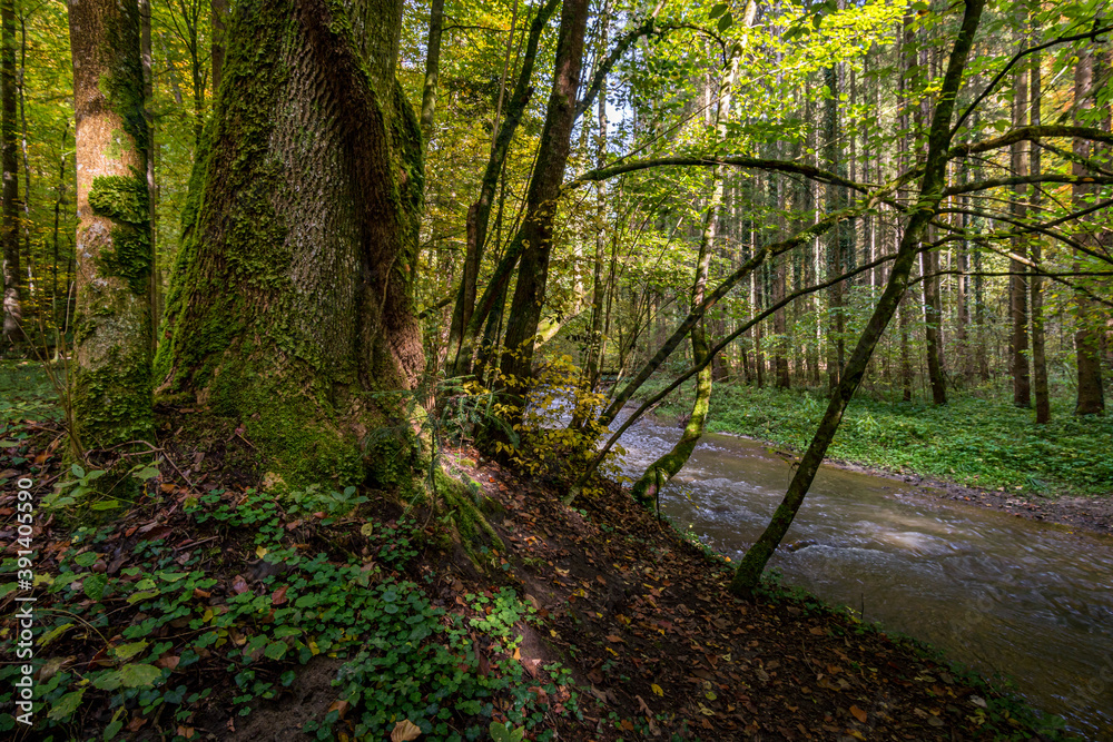 Fototapeta premium Fantastic autumn hike along the Aachtobel to the Hohenbodman observation tower