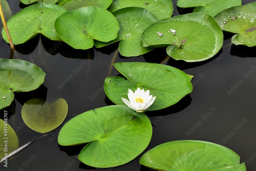 American white water-lily and leaves on the pond American white water-lily and leaves on the pond