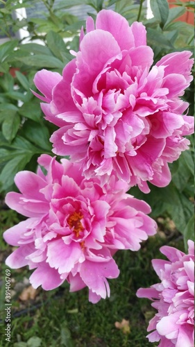 Pink Peonies in Garden