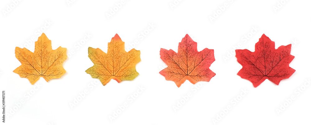 Fototapeta premium Artificial maple leaves in autumn isolated on white background, Collection maple leaves in winter season 