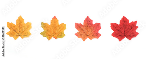 Artificial maple leaves in autumn isolated on white background, Collection maple leaves in winter season 