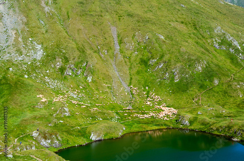 Aerial view of a flock of sheep on a mountain slope