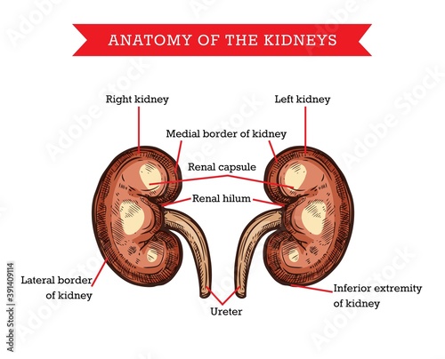 Human kidneys anatomy, vector sketch medicine aid scheme of body organ nephrology treatment. Engraved medical visual aid poster of kidneys with parts names for medical university, hospital or clinic