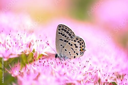 Canvas Print A butterfly is gathering honey