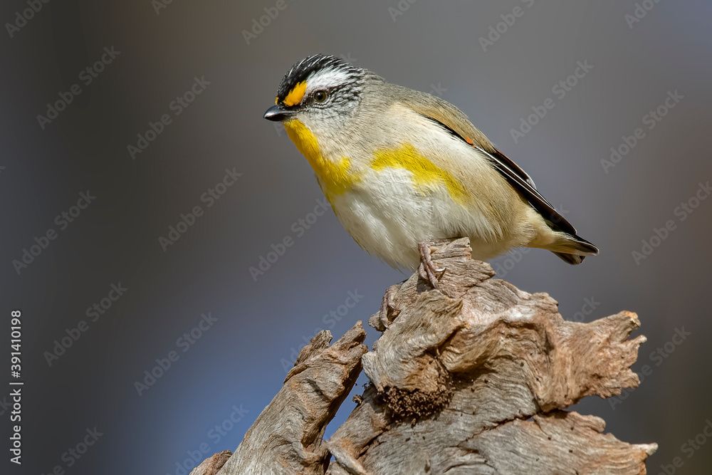 Fototapeta premium Striated Pardalote (Striatus pardalotus) perched on tree stump