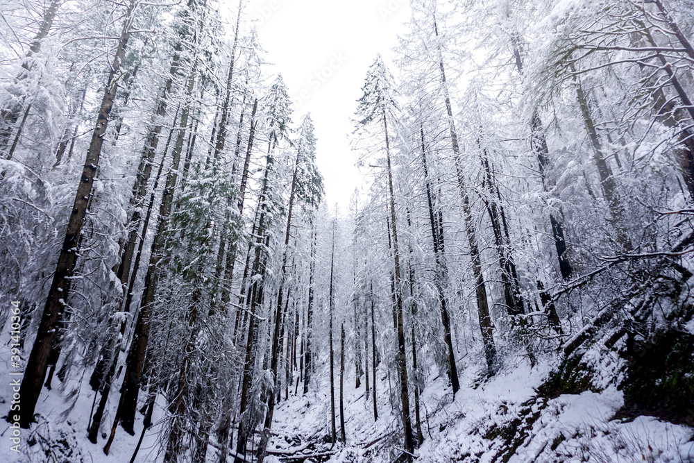 Fototapeta premium snow covered trees