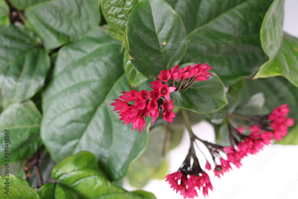 red and green red and green