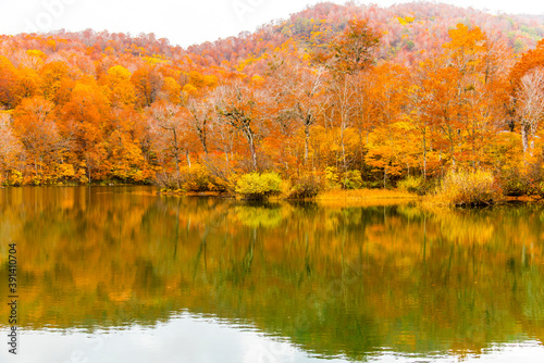 鮮やかな雨飾高原の鎌池の紅葉