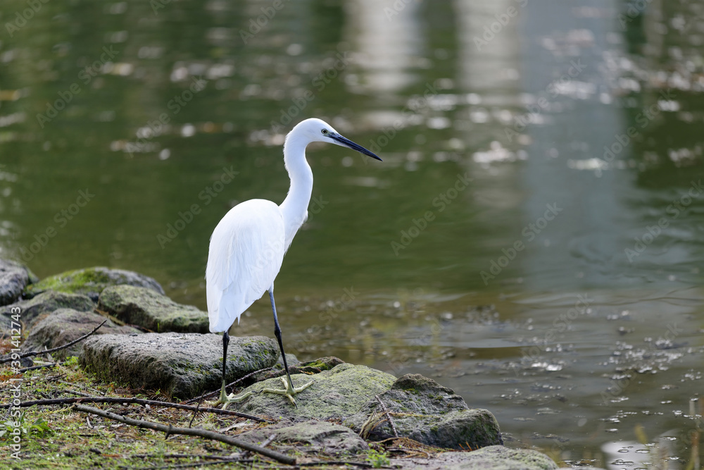 Naklejka premium Aigrette à l'affût sur les rives d'un étang