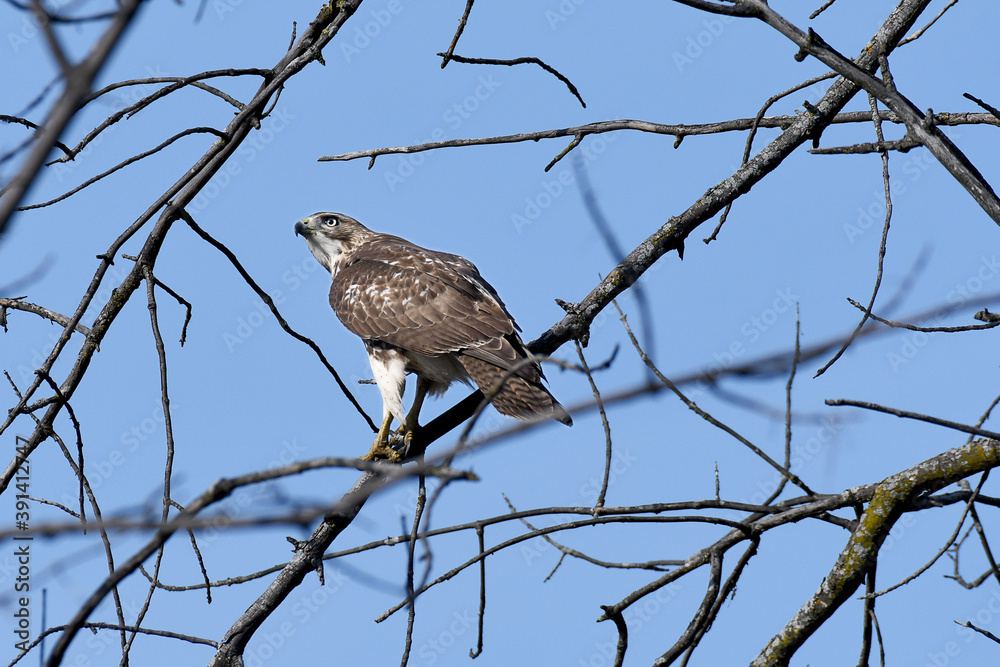Red-tailed Hawk perched on a branch in the forest under a blue sky Red-tailed Hawk perched on a branch in the forest under a blue sky