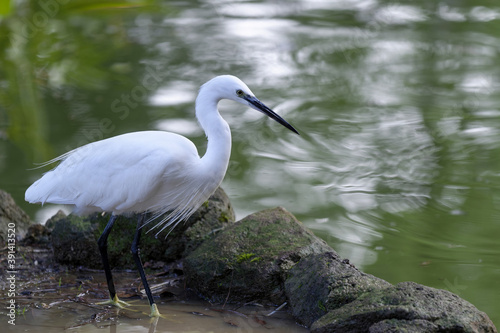 Aigrette à l'affût sur les rives d'un étang