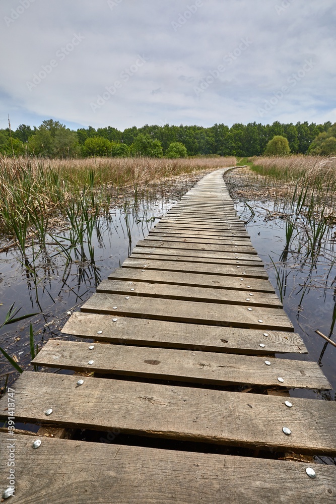 Obraz premium Swampland walkway wooden board path