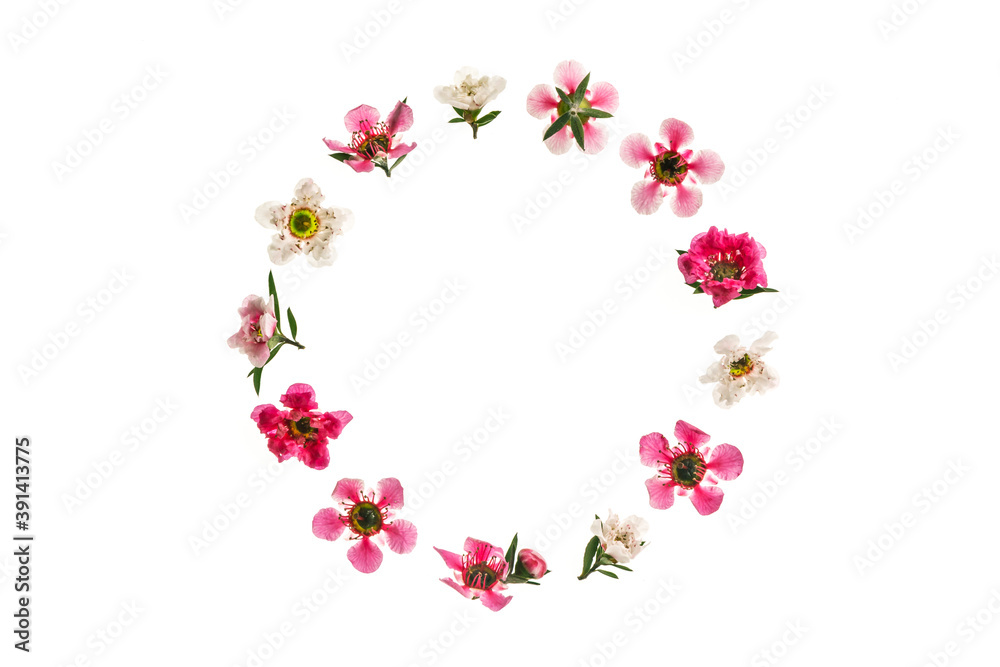 pink and white manuka tree flowers in bloom arranged in circle shape on white background with copy space