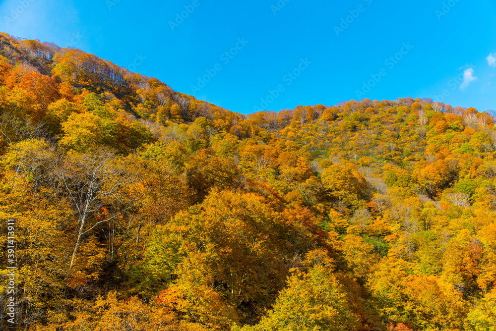 白馬連峰の絶景紅葉