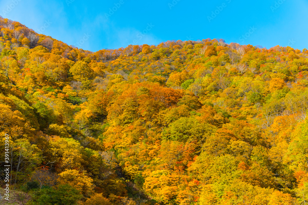白馬連峰の絶景紅葉