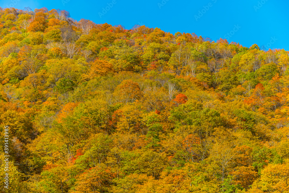白馬連峰の絶景紅葉 白馬連峰の絶景紅葉