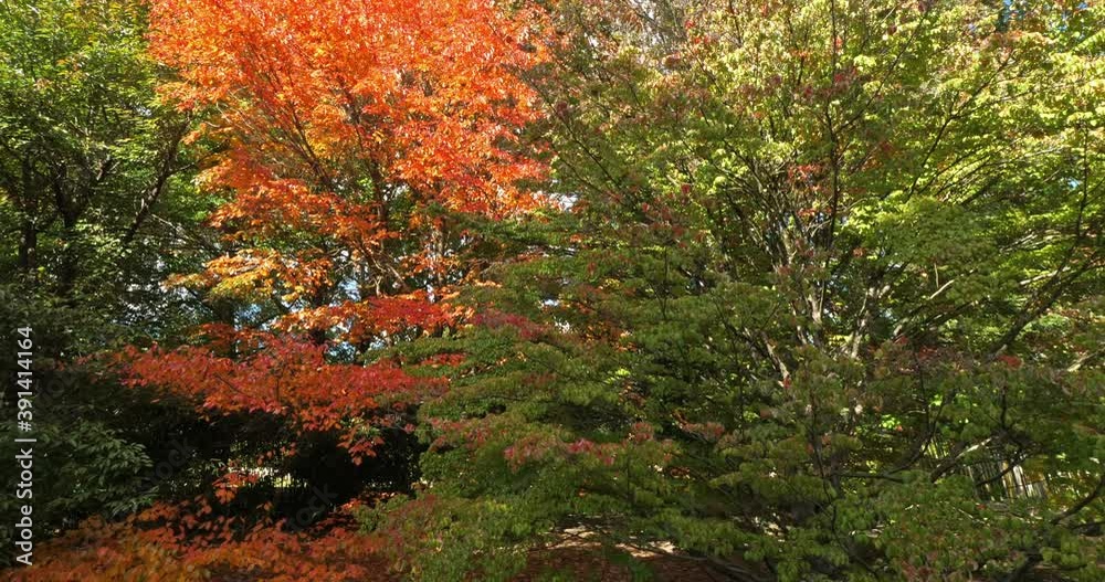Nyssa sylvatica during the Autumn season Nyssa sylvatica during the Autumn season