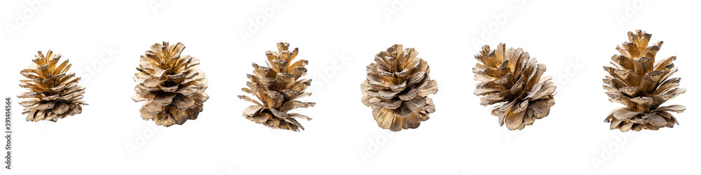 set of golden painted fir cone isolated on a white background. design element cut out set of golden painted fir cone isolated on a white background. design element cut out