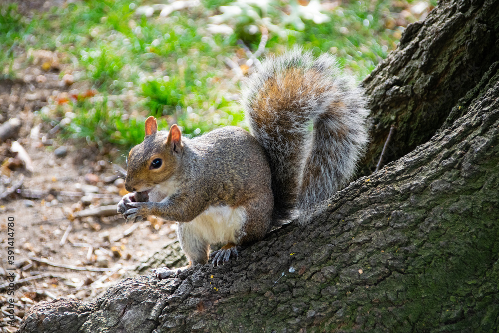 squirrel eating squirrel eating