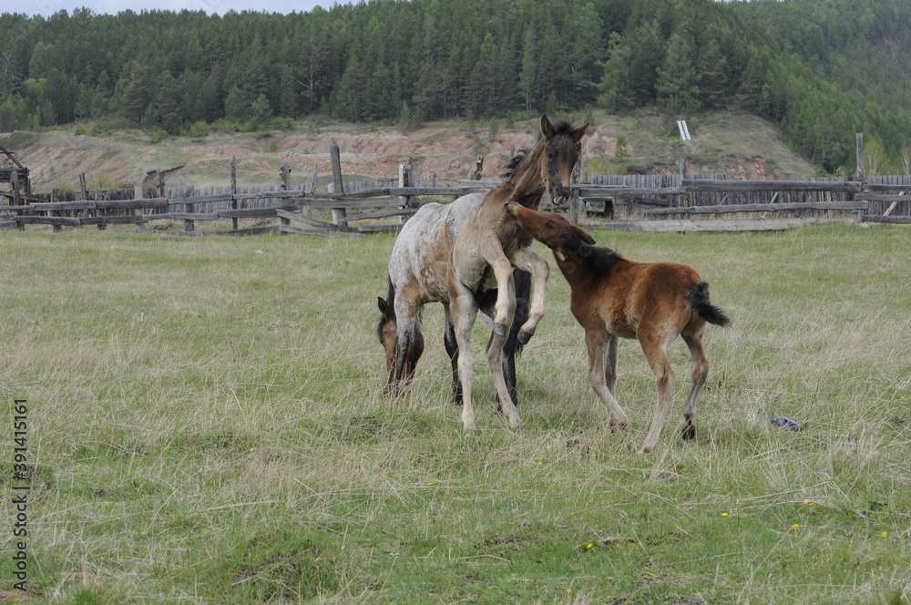 Obraz premium foal and mare