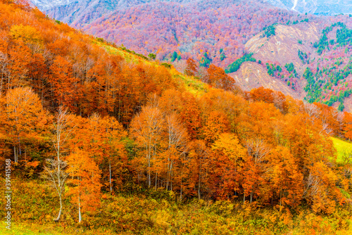 白馬の紅葉