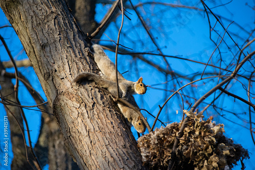 Obraz na plátne squirrels mating