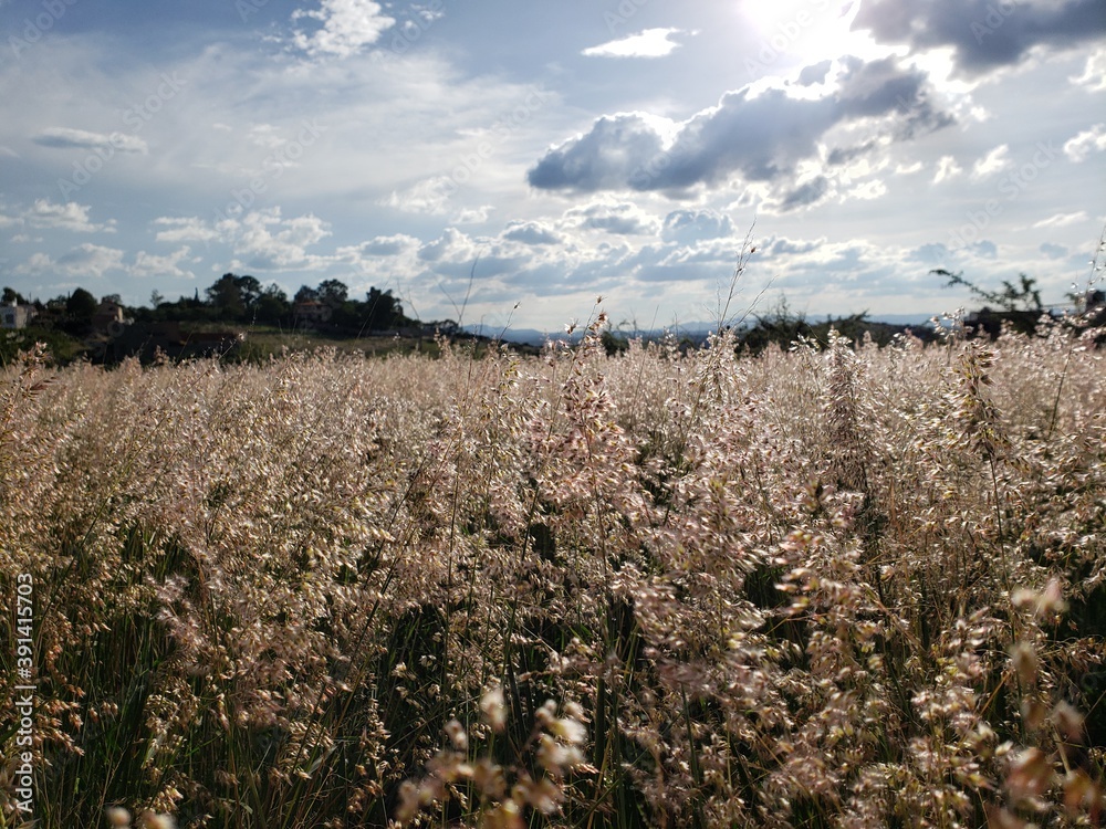 Obraz premium Las flores