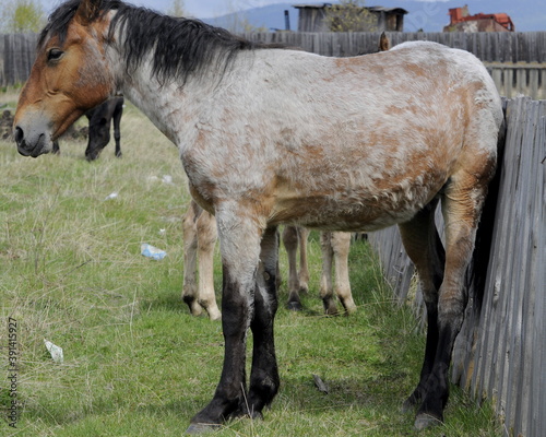 two horses on a meadow