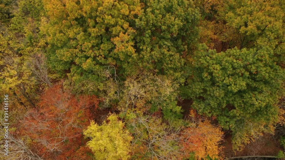A top down shot above beautiful autumn colored treetops in upstate NY. The drone camera is tilted down & boom down by the trees a cloudy day. It is a calm & peaceful scene with no people in view.. A top down shot above beautiful autumn colored treetops in upstate NY. The drone camera is tilted down & boom down by the trees a cloudy day. It is a calm & peaceful scene with no people in view..