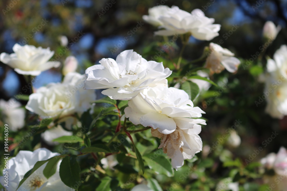 Fototapeta premium white rose bush