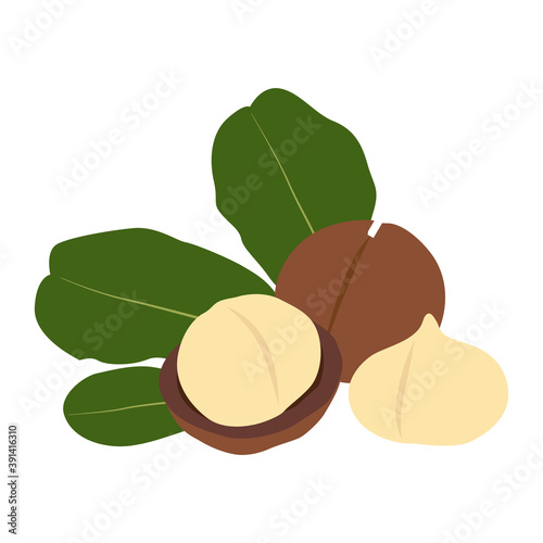 Macadamia nut in shell and peeled. 