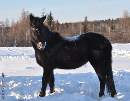 horse in winter