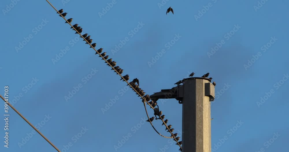 A flock of European starlings (Sturnus vulgaris) roost on overhead wires. Occitanie, France A flock of European starlings (Sturnus vulgaris) roost on overhead wires. Occitanie, France