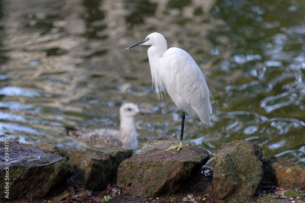 Aigrette à l'affût sur les rives d'un étang Aigrette à l'affût sur les rives d'un étang