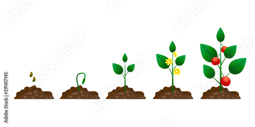 Cartoon plant growth phase. Tomato growth cycle. Vector flat style. Stock image. EPS10.