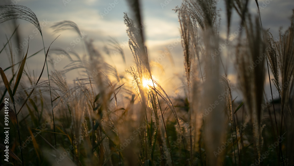 White grass shot against sun at sunset, in Seoul, South Korea White grass shot against sun at sunset, in Seoul, South Korea