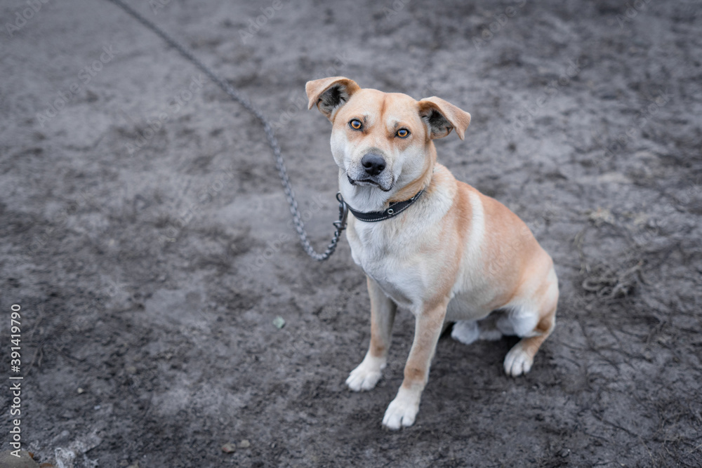 A beautiful kind and obedient dog of gentle coffee color sits on the street A beautiful kind and obedient dog of gentle coffee color sits on the street