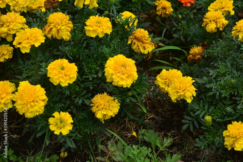 beautiful yellow flower image fit for background or wallpaper