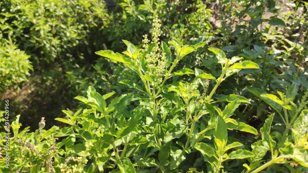 Vidéo Stock "kaphrao" Thai basil or sweet basil (scientific name Ocimum