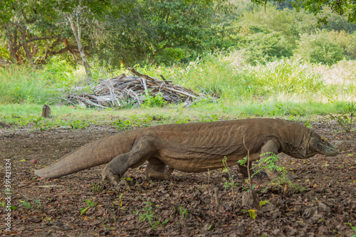 komodo dragon 3 © kemrizta