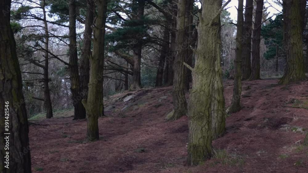 Summer Walk Through The Mountain Hillside With Old Pine Trees Covered With Dried Moss And On The Foreground In South Ireland Near Dublin - Long Shot Summer Walk Through The Mountain Hillside With Old Pine Trees Covered With Dried Moss And On The Foreground In South Ireland Near Dublin - Long Shot