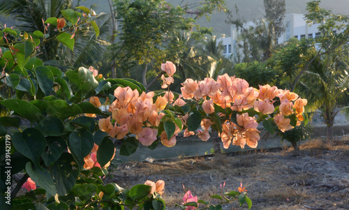 Bougainvillea photo