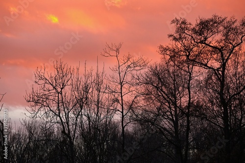 Bare trees branches twilight sky
