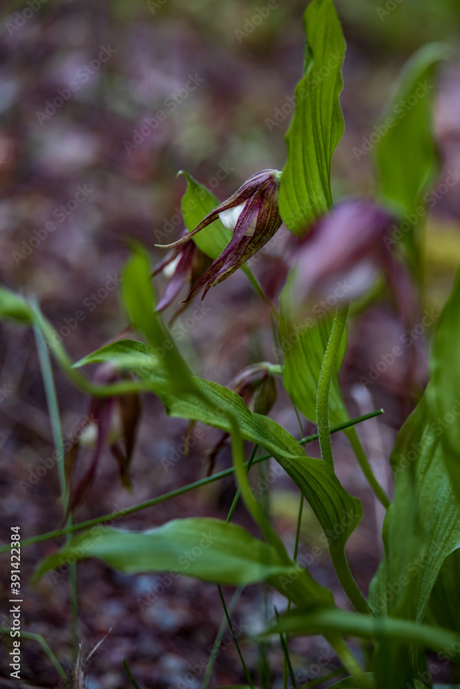 Obraz premium Mountain Lady's slipper wildflower close-up 