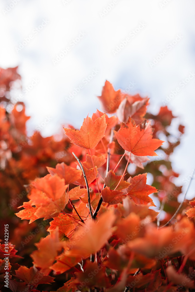 red maple leaves in autumn sunlight with blue sky and clouds red maple leaves in autumn sunlight with blue sky and clouds