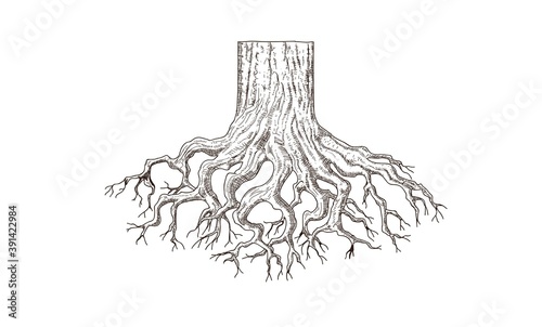 tree roots drawing