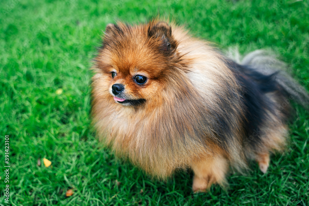 Pomeranian spitz dog having fun in green meadow. Pomeranian spitz dog having fun in green meadow.