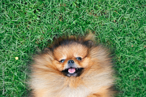 Top view - pomeranian spitz dog lying on green meadow.